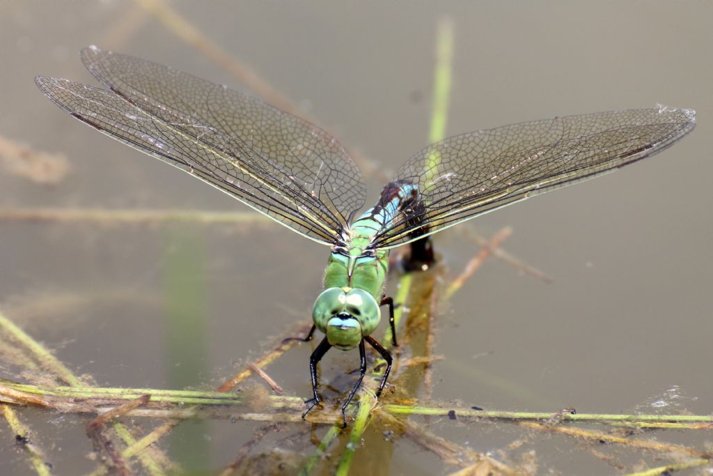 Anax imperator femmina